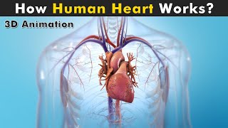 Human Heart Anatomy And Physiology  How Human Heart works 3D Animation [upl. by Ashwin753]