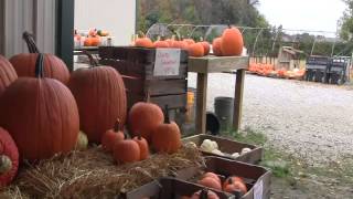 Fall Family Fun  Jacquemin Farms [upl. by Uzzial]