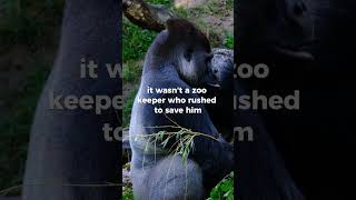 What this gorilla did was very unbelievable animals gorilla shorts [upl. by Darraj738]