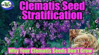 CLEMATIS PROPAGATION BY SEED  Learn the real secret to Growing Clematis by Seed [upl. by Nywles]