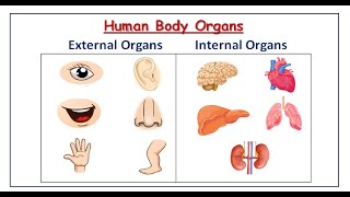 Human Body Organs  Body Parts  External Organs and Internal Organs bodyorgans humanbodyparts [upl. by Casilda]