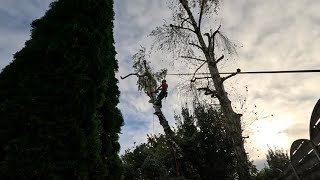 ⚠️Démontage de bouleau étêter horreur arborist jardin echostihl astucetreelifenature [upl. by Supmart]