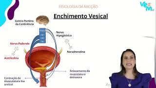 Fisiologia da Micção [upl. by Seraphine522]