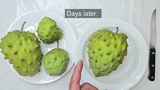 Seed Grown Cherimoya 1 Review [upl. by Skelly]