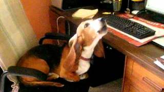 Tipper howls to basset hounds on You TubeMP4 [upl. by Alexina]