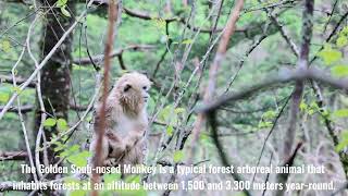 🐵Golden snubnosed monkey facts [upl. by Leisam]