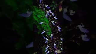 Night lighting flowers amazing flowers wonder magical nightflower rareplants rareflowers [upl. by Walkling]