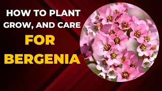 How to Plant Grow and Care for Bergenia [upl. by Izawa]