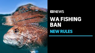 Tough new WA fishing rules to limit recreational season and cut commercial catch  ABC News [upl. by Besse419]