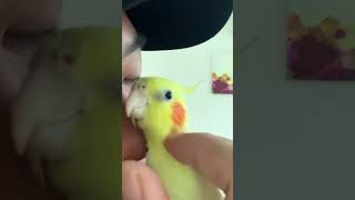 Bird Refuses to Sleep Because of Filming Camera [upl. by Atiuqer]