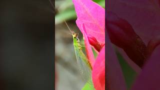 Green lacewing 😱🧐 insects [upl. by Angeli]