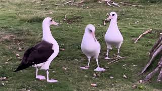 Laysan Albatroses [upl. by Ecnerwaled]