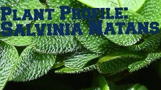 Salvinia Natans  Floating plant profile [upl. by Cassady]