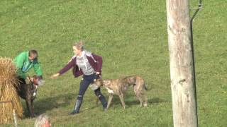 Miltown Malbay coursing 2016 day 2 main stakes [upl. by Gainor86]