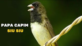 PAPA CAPIM SIU SIU CANTANDO MUITO  CANTO DE PAPA CAPIM SIU SIU ORIGINAL [upl. by Googins]