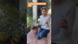 Calamondin Orange Tree Update [upl. by Inal]