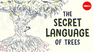 The secret language of trees  Camille Defrenne and Suzanne Simard [upl. by Stichter]