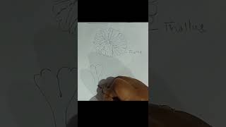 Structure of Riccia Thallus short youtubeshorts shortsvideo shortsfeed botany biology [upl. by Debbra]