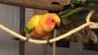 sun conure soundt [upl. by Isabella]