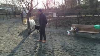 the Dog run in Karuizawa Japan greatpyrenees グレートピレニーズ [upl. by Cnahc75]