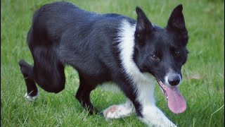 Lot 54 Pentre Pip  30724  Farmers Marts Dolgellau Online Sheepdog Auction [upl. by Aihsilef]