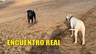 DOGO ARGENTINO Encuentro con ROTTWEILER 🐶😲 [upl. by Orford140]