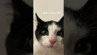 I SWALLOWED SHAMPOO cat ytcat catyt ytshorts youtubeshorts cutecat cats funny catshorts [upl. by Anasus]