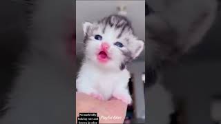 देखिए कितनी सारी बिल्ली एक साथ हैcat katter catbaby [upl. by Ramuk]