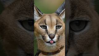 A brief introduction to 🥰Caracal😍youtubeshorts horts animals [upl. by Genet688]