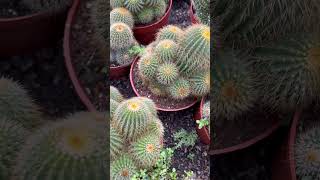 Parodia warasii cactus plants garden succlents cactusgarden gardening [upl. by Eveline]