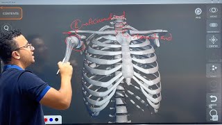 practical 1 clavicle scapula [upl. by Yengac293]