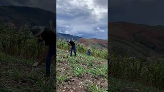 Así sembramos la Brachiaria Brizantha uno de los mejores pastos siembra pasto brachiaria campo [upl. by Enyluqcaj]