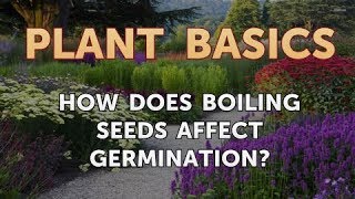 How Does Boiling Seeds Affect Germination [upl. by Keith]