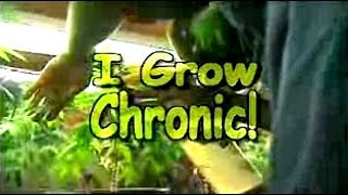 I Grow Chronic Cannabis Hydro Cultivation Full Tutorial [upl. by Mail]