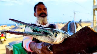 Houndfish Cutting  Fish Cutting Skills Sri Lanka [upl. by Aiuqes]