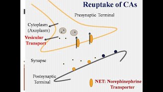 Catecholaminessynthesismetabolismadrenergic neurotransmission [upl. by Britte380]