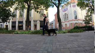 3 months old hovawart puppy walking in the town [upl. by Loria]