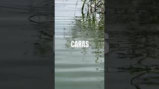 Caras la pluta [upl. by Aryas]