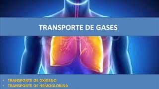 Transporte de gases  Fisiopatología respiratoria [upl. by Eerot]