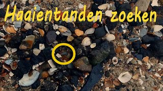 Vlog 13 haaientanden zoeken  Exploring Cadzand  Fossielen [upl. by Garrard836]