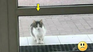 Schwangere Katze WEINTE vor der Tür der Klinik Sie hatte nirgendwo hingehen können [upl. by Helve227]