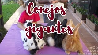 CONEJO Conejos gigantes ¡Una raza espectacular [upl. by Eidarb993]