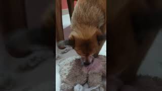 Dog destuffing my teddy bear 🧸 [upl. by Eissirc]