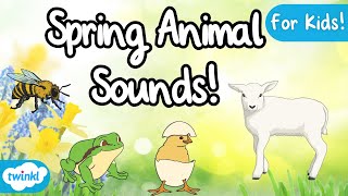 Spring Animals and Their Sounds  Animals in Spring  Spring Sounds for Kids 🐑 🐣 [upl. by Almeda]