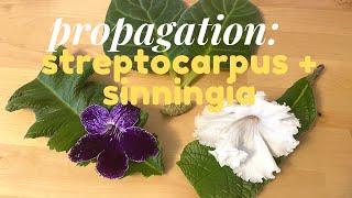 Leaf Propagation Streptocarpus Sinningia Florist Gloxinia [upl. by Eicyaj]