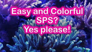 Easy Beginner Sps Corals with Good Color Yes they’re HERE [upl. by Nugent]