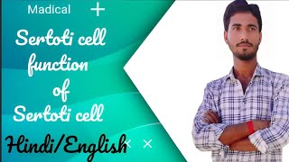 Sertoti cell l function of Sertoti cell [upl. by Ambler]