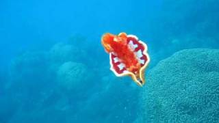 Spanish Dancer Wavelength Snorkeling Great Barrier ReefAVI [upl. by Medlin207]