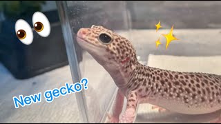 I GOT A NEW GECKO [upl. by Sylram]