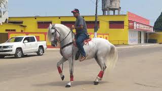 Um dos cavalos da Cavalgada Nova Esperança [upl. by Vashti]